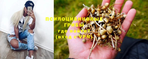 шишки Аркадак